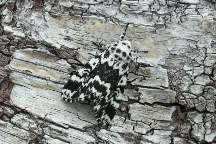 Framed Print : Noctuiid moth (Panthea coenobita) resting on bark. Ostretin, Pardubice, Czech Republic Framed Print : Noctuiid moth (Panthea coenobita) resting on bark. Ostretin, Pardubice, Czech Republic