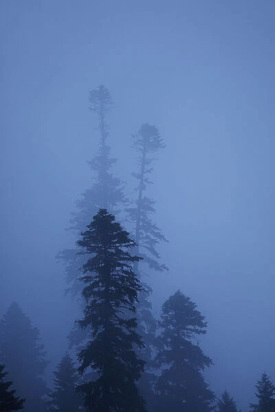 Nordmann fir (Abies nordmanniana) trees in fog, near Dombay, Teberdinsky biosphere reserve