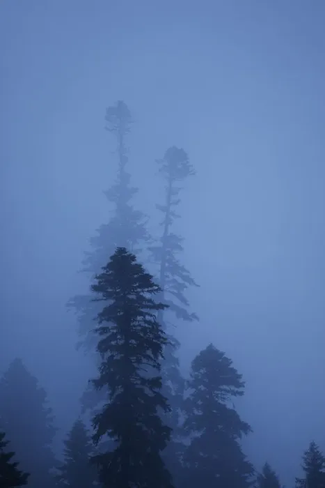Framed Print : Nordmann fir (Abies nordmanniana) trees in fog, near Dombay, Teberdinsky biosphere reserve Framed Print : Nordmann fir (Abies nordmanniana) trees in fog, near Dombay, Teberdinsky biosphere reserve