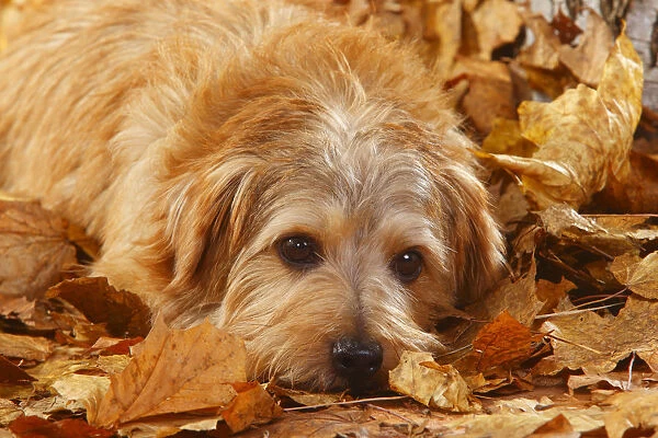 Norfolk terrier portrait, lying in autumn foliage