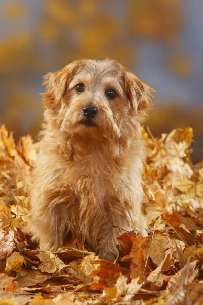 Norfolk Terrier in Autumn Foliage Print Art Prints