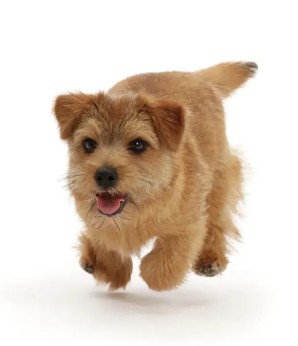 Framed Print : Norfolk terrier puppy, aged 7 months, running, portrait Framed Print : Norfolk terrier puppy, aged 7 months, running, portrait