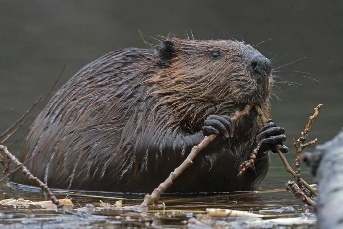 Framed Print : North American beaver (Castor canadensis) feeding on a branch in shallow water, Acadia National Park, Maine, USA. May Framed Print : North American beaver (Castor canadensis) feeding on a branch in shallow water, Acadia National Park, Maine, USA. May