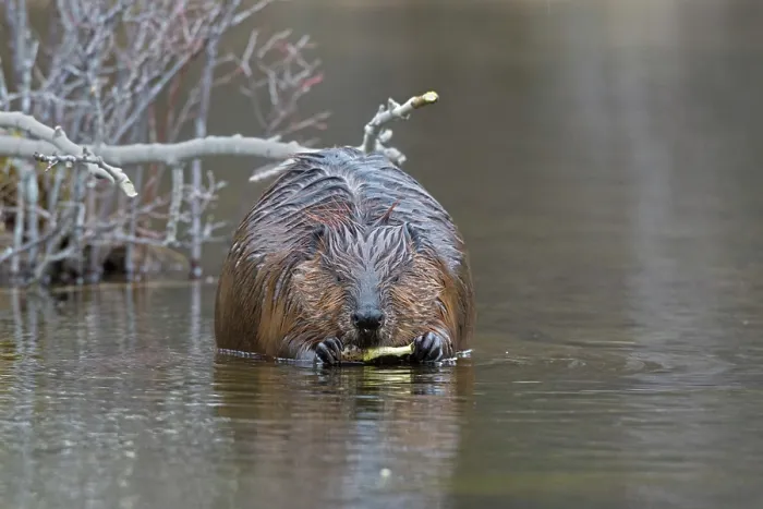 Framed Print : North American beaver (Castor canadensis) feeding on a branch in shallow water, Acadia National Park, Maine, USA. April Framed Print : North American beaver (Castor canadensis) feeding on a branch in shallow water, Acadia National Park, Maine, USA. April