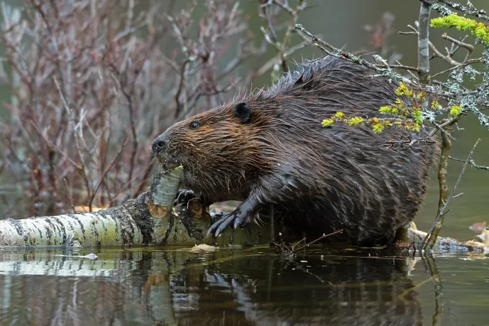 Framed Print : North American beaver (Castor canadensis) feeding on a fallen birch tree, Acadia National Park, Maine, USA. May