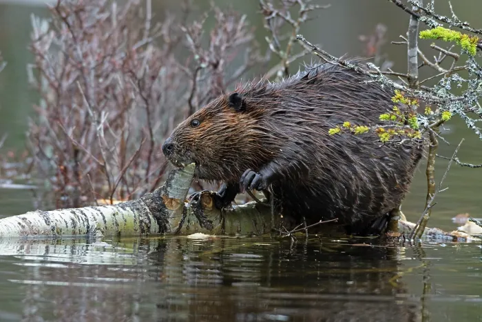 Framed Print : North American beaver (Castor canadensis) feeding on a fallen birch tree, Acadia National Park, Maine, USA. May.A Framed Print : North American beaver (Castor canadensis) feeding on a fallen birch tree, Acadia National Park, Maine, USA. May.A