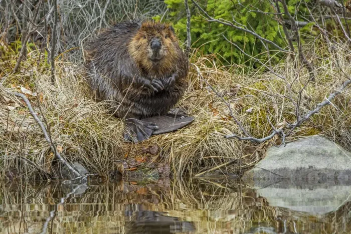 Framed Print : North American Beaver (Castor canadensis) grooming at the side of the pond. Acadia National Park Framed Print : North American Beaver (Castor canadensis) grooming at the side of the pond. Acadia National Park