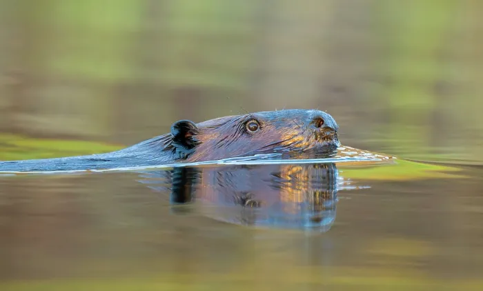 Framed Print : North American beaver (Castor canadensis) swimming at sunrise, Acadia National Park, Maine, USA. October Framed Print : North American beaver (Castor canadensis) swimming at sunrise, Acadia National Park, Maine, USA. October