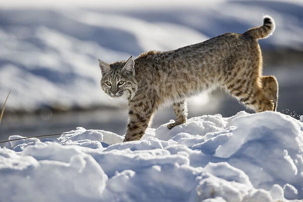 North American Bobcat (Lynx rufus) stalking along Madison River. Yellowstone National Park