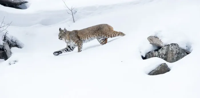 Framed Print : North American bobcat (Lynx rufus) striding through deep snow. Madison River Valley Framed Print : North American bobcat (Lynx rufus) striding through deep snow. Madison River Valley