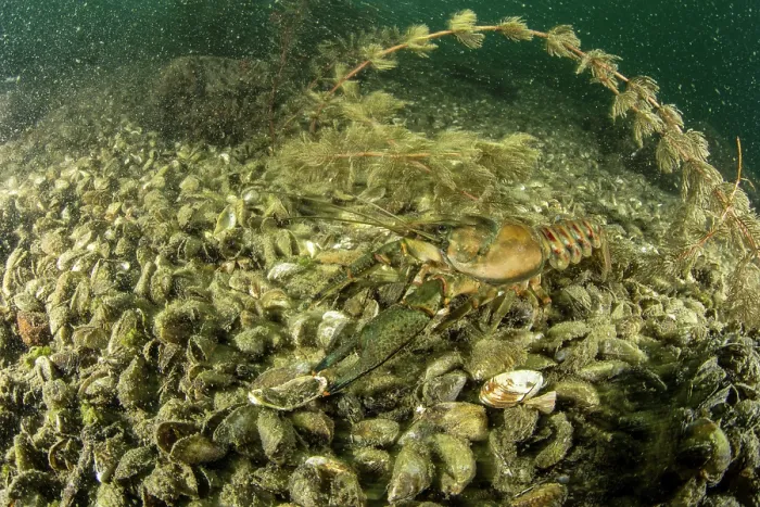Framed Print : North American crayfish (Orconectes Limosus) resting on lake bed on top of Quagga mussels (Dreissena bugensis), Lake Lugano, Ticino, Switzerland Framed Print : North American crayfish (Orconectes Limosus) resting on lake bed on top of Quagga mussels (Dreissena bugensis), Lake Lugano, Ticino, Switzerland