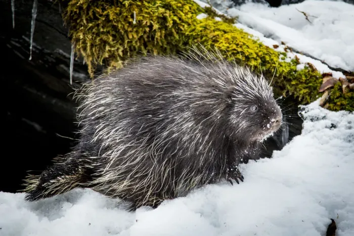 Framed Print : North American porcupine (Erethizon dorsatum), leaving its rocky den, Vermont, USA Framed Print : North American porcupine (Erethizon dorsatum), leaving its rocky den, Vermont, USA