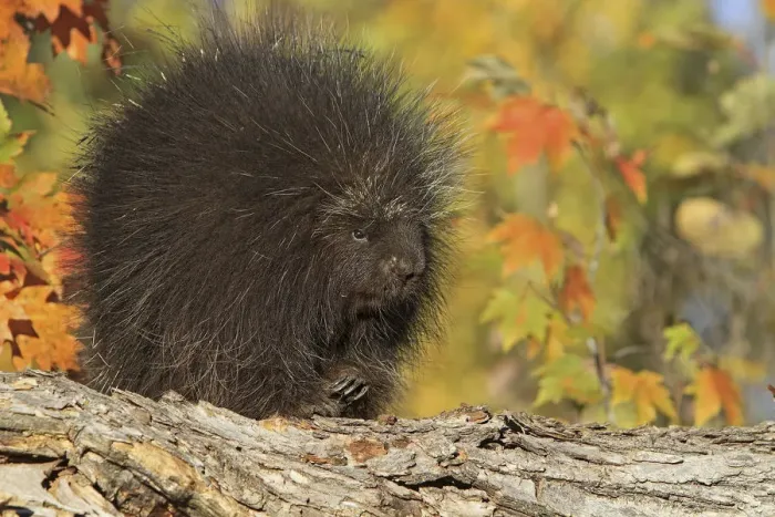 Framed Print : North American porcupine (Erethizon dorsatum), captive, USA, September