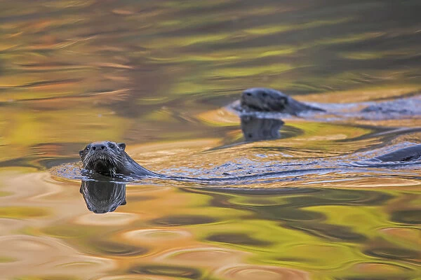 North American River Otter (Lontra canadensis) two swimming near the surface with