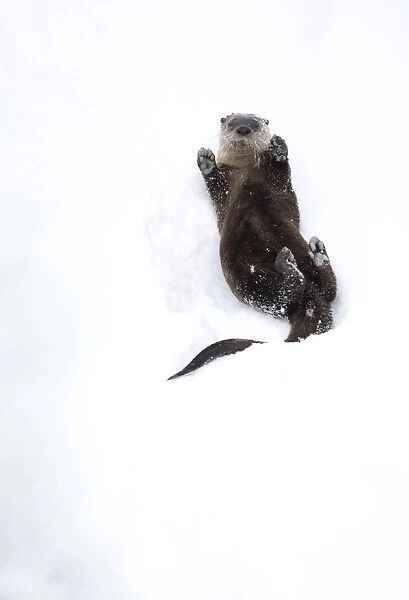North American river otter (Lontra canadensis) on back, rolling on snow bank