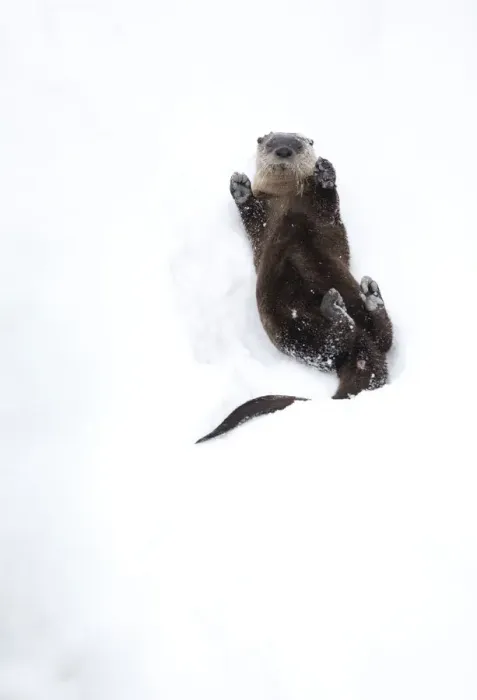 Framed Print : North American river otter (Lontra canadensis) on back, rolling on snow bank Framed Print : North American river otter (Lontra canadensis) on back, rolling on snow bank