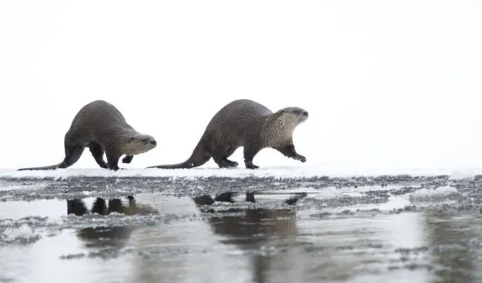 Framed Print : North American river otter (Lontra canadensis) female and cub walking across snow Framed Print : North American river otter (Lontra canadensis) female and cub walking across snow