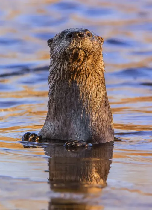 Framed Print : North American River Otter (Lontra canadensis) looking up curiously in a beaver pond Framed Print : North American River Otter (Lontra canadensis) looking up curiously in a beaver pond