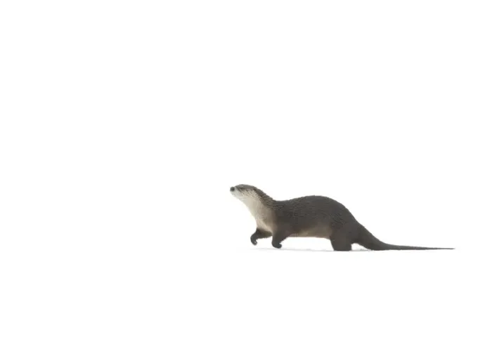 Framed Print : North American river otter (Lontra canadensis) playing in snow, Yellowstone National Park Framed Print : North American river otter (Lontra canadensis) playing in snow, Yellowstone National Park