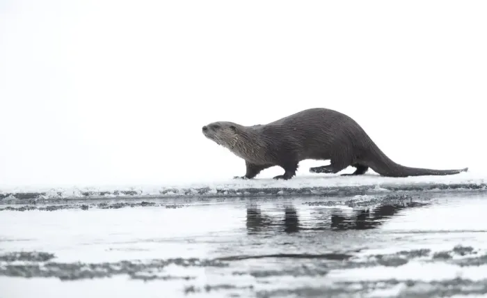 Framed Print : North American river otter (Lontra canadensis) on snow covered bank Framed Print : North American river otter (Lontra canadensis) on snow covered bank