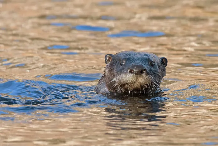 Framed Print : North American river otter (Lontra canadensis) swimming in a beaver pond at sunrise, Acadia National Park, Maine, USA. November Framed Print : North American river otter (Lontra canadensis) swimming in a beaver pond at sunrise, Acadia National Park, Maine, USA. November