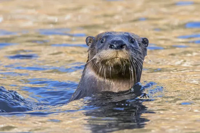 Framed Print : North American river otter (Lontra canadensis) swimming with head above water Framed Print : North American river otter (Lontra canadensis) swimming with head above water