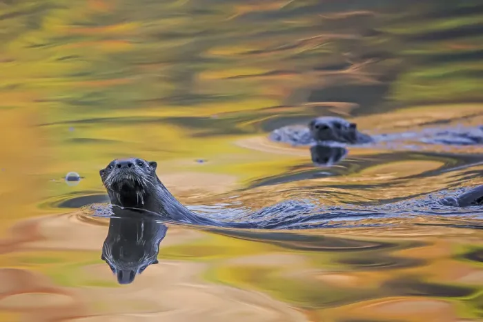 Framed Print : North American river otter (Lontra canadensis) two in water with autumnal trees reflected