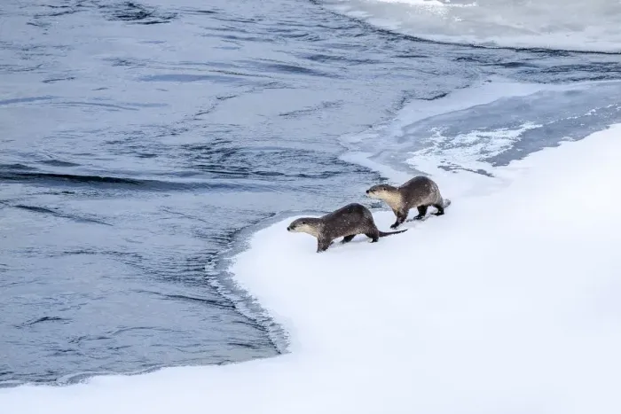 Framed Print : North American river otter (Lutra canadiensis), two standing at edge of frozen Upper Framed Print : North American river otter (Lutra canadiensis), two standing at edge of frozen Upper