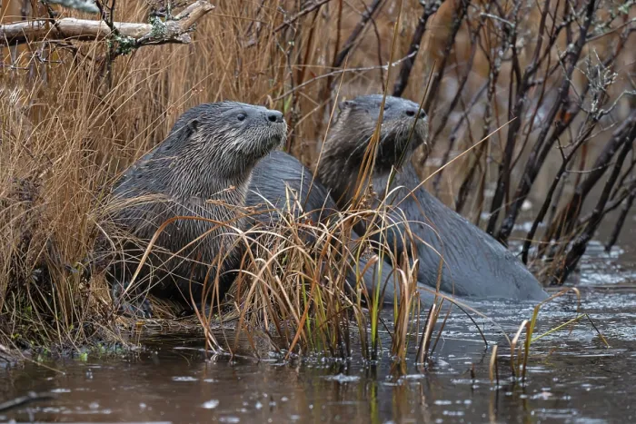 Framed Print : Two North American river otters (Lontra canadensis) resting at water's edge in the rain, Acadia National Park, Maine, USA. November
