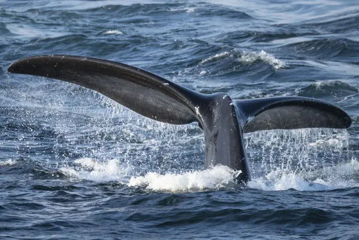 Framed Print : North Atlantic right whale (Eubalaena glacialis) tail fluke, diving to feed in Framed Print : North Atlantic right whale (Eubalaena glacialis) tail fluke, diving to feed in