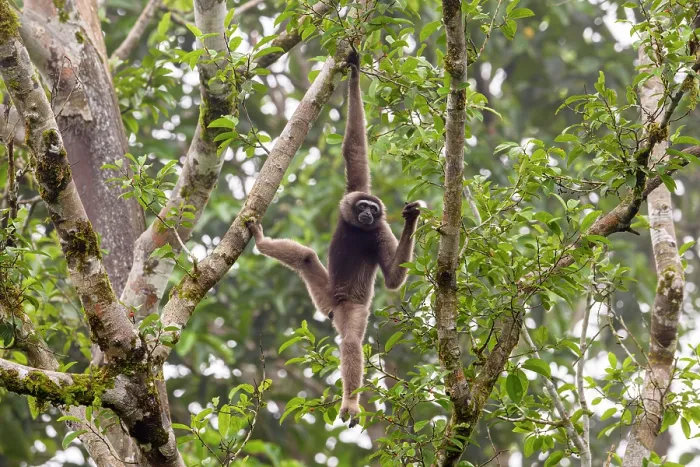 Framed Print : North Borneo gibbon (Hylobates funereus) hanging from branch in rainforest canopy, Tabin Wildlife Reserve, Sabah, Borneo. Endangered Framed Print : North Borneo gibbon (Hylobates funereus) hanging from branch in rainforest canopy, Tabin Wildlife Reserve, Sabah, Borneo. Endangered