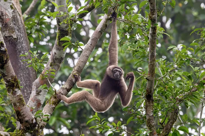Framed Print : North Borneo gibbon (Hylobates funereus) hanging from branch in rainforest canopy, Tabin Wildlife Reserve, Sabah, Borneo. Endangered