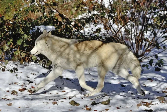 Framed Print : North-western wolf (Canis lupus occidentalis) captive occurs in northwestern USA Framed Print : North-western wolf (Canis lupus occidentalis) captive occurs in northwestern USA