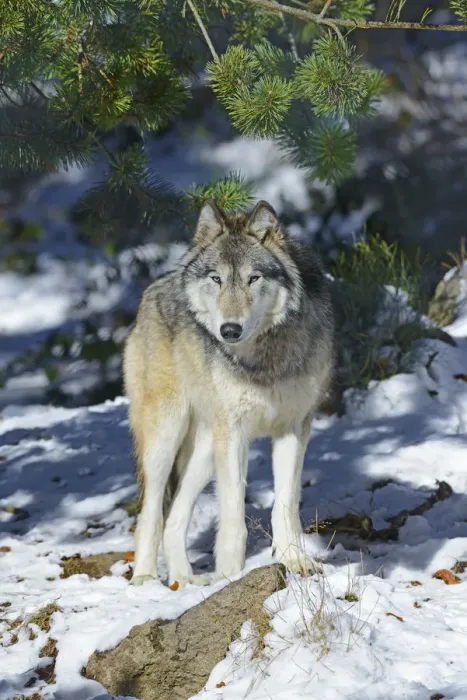 Framed Print : North-western wolf (Canis lupus occidentalis) captive occurs in northwestern USA