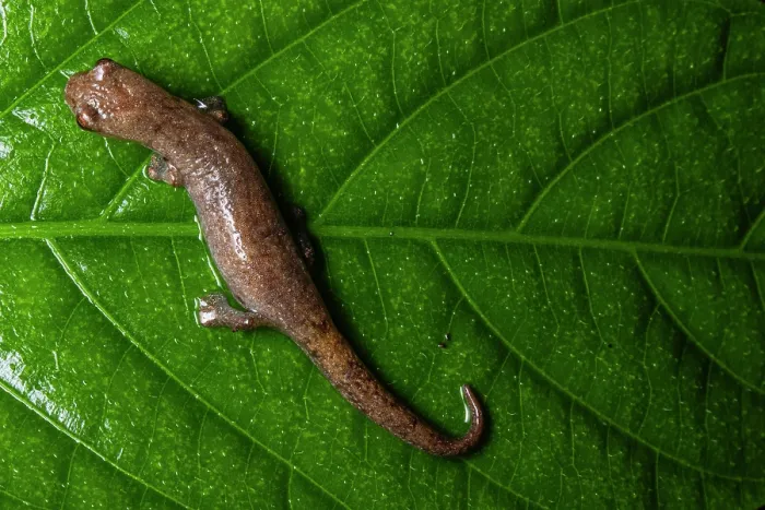 Framed Print : Northern banana salamander (Bolitoglossa rufescens) resting on leaf, Finca Sacmoc, Alta Verapaz, Guatemala Framed Print : Northern banana salamander (Bolitoglossa rufescens) resting on leaf, Finca Sacmoc, Alta Verapaz, Guatemala