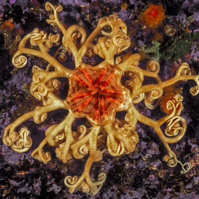 Framed Print : Northern basket star (Gorgonocephalus eucnemis) Slingsby Channel, British Columbia Framed Print : Northern basket star (Gorgonocephalus eucnemis) Slingsby Channel, British Columbia