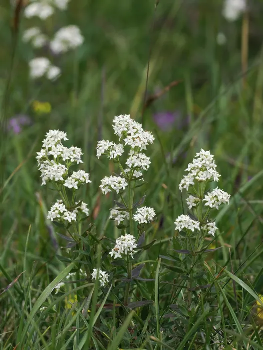 Framed Print : Northern bedstraw (Galium boreale) in flower, Upper Teesdale, County Durham, England, UK. June Framed Print : Northern bedstraw (Galium boreale) in flower, Upper Teesdale, County Durham, England, UK. June