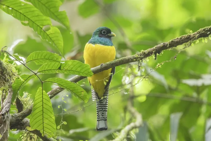 Framed Print : Northern black-throated trogon (Trogon tenellus) male, perched on branch, La Selva Biological Station, Costa Rica Framed Print : Northern black-throated trogon (Trogon tenellus) male, perched on branch, La Selva Biological Station, Costa Rica