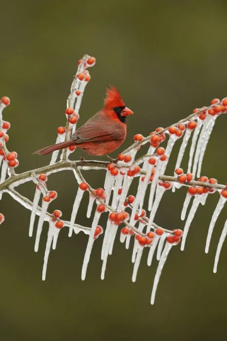 Framed Print : Northern Cardinal (Cardinalis cardinalis), adult male perched on icy branch of Possum Haw Holly Framed Print : Northern Cardinal (Cardinalis cardinalis), adult male perched on icy branch of Possum Haw Holly