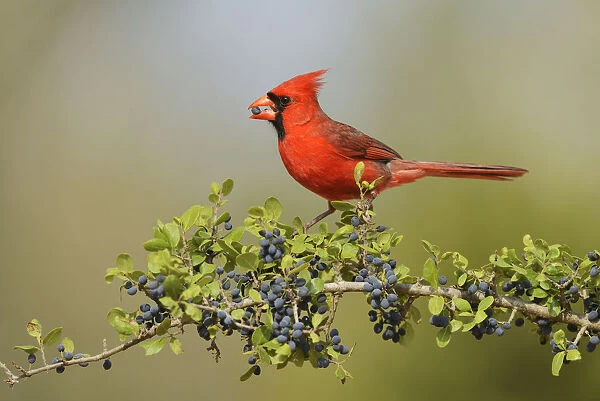 Northern Cardinal (Cardinalis cardinalis), male eating Elbow bush (Forestiera pubescens) berries