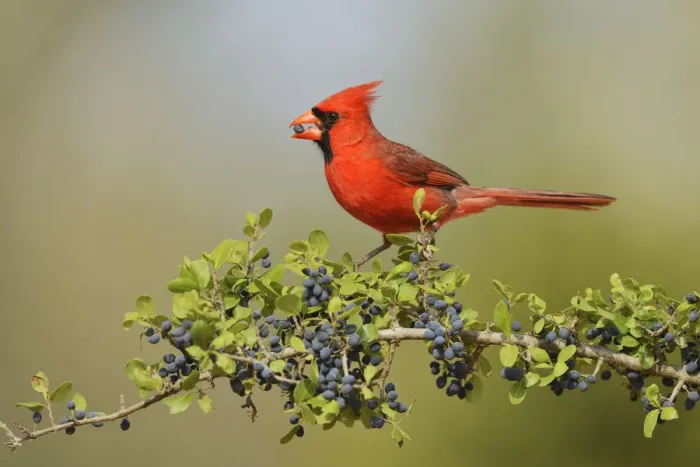 Framed Print : Northern Cardinal (Cardinalis cardinalis), male eating Elbow bush (Forestiera pubescens) berries Framed Print : Northern Cardinal (Cardinalis cardinalis), male eating Elbow bush (Forestiera pubescens) berries