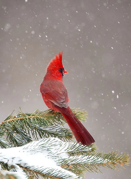 Northern Cardinal (Cardinalis cardinalis) male perched on conifer during snowstorm