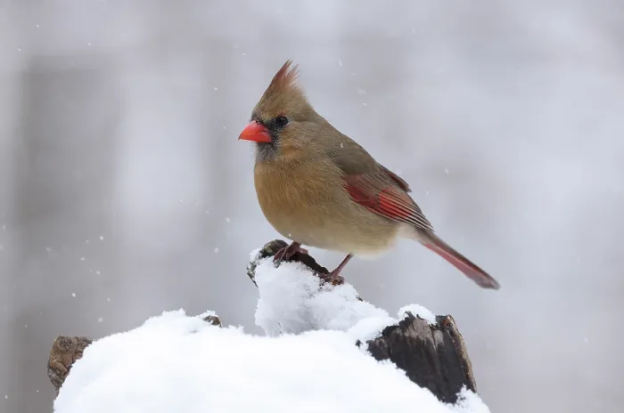 Framed Print : Northern cardinal (Cardinalis cardinalis) female, perched on snow, Maryland, USA. January Framed Print : Northern cardinal (Cardinalis cardinalis) female, perched on snow, Maryland, USA. January