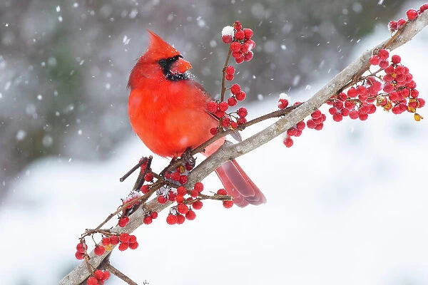 Northern cardinal (Cardinalis cardinalis) male, perched on branch during snow storm, Milford, Connecticut, USA. January