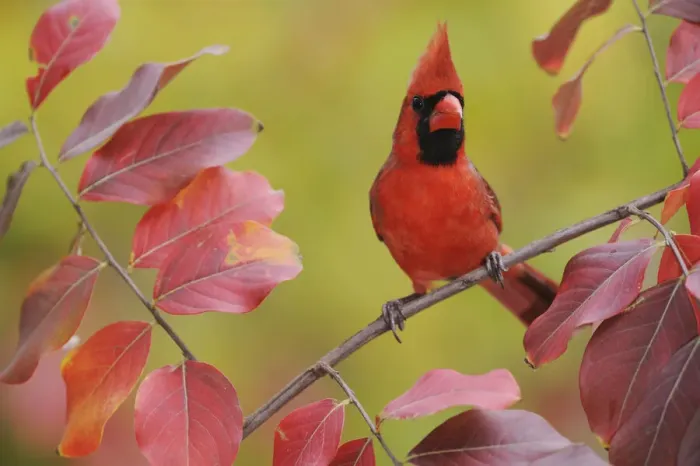 Framed Print : Northern Cardinal (Cardinalis cardinalis) male perched on branch of Crape Myrtle Framed Print : Northern Cardinal (Cardinalis cardinalis) male perched on branch of Crape Myrtle