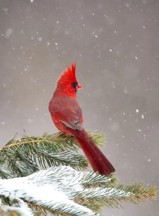 Framed Print : Northern Cardinal (Cardinalis cardinalis) male perched on conifer during snowstorm Framed Print : Northern Cardinal (Cardinalis cardinalis) male perched on conifer during snowstorm