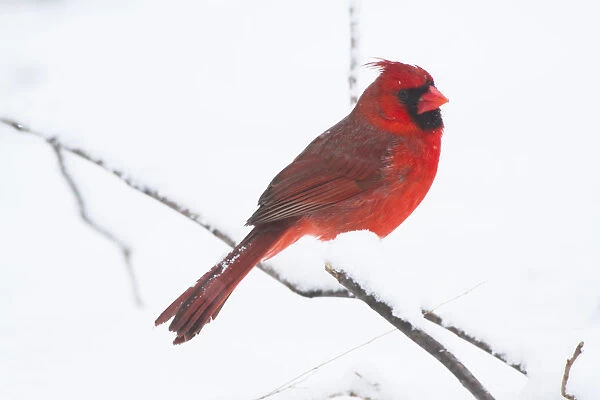 Northern Cardinal (Cardinals cardinalis), male, perched during light snowfall, St