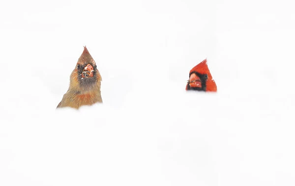 Northern Cardinals (Cardinalis cardinalis) male and female in the snow, photographed from low angle, Freeville, New York, USA. April 2020