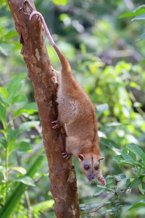 Framed Print : Northern common cuscus (Phalanger orientalis) climbing down tree trunk, feeding on leaves, Waigeo, Raja Ampat, West Papua