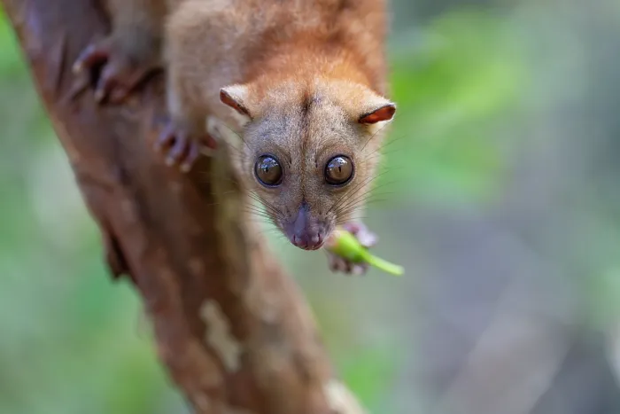 Framed Print : Northern common cuscus (Phalanger orientalis) resting on tree trunk feeding, Waigeo, Raja Ampat, West Papua Framed Print : Northern common cuscus (Phalanger orientalis) resting on tree trunk feeding, Waigeo, Raja Ampat, West Papua